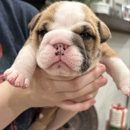 Video - Honey - Fawn female Bulldog puppy in Geraldine, Alabama from Rathbone Bulldogs