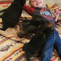 German Shepherd Puppies from Lux Shepherds
