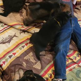 German Shepherd Puppies from Lux Shepherds
