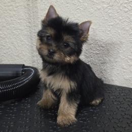 Little Jaiel Princess - Black and tan female Yorkshire Terrier puppy in Kissimmee, Florida from Twilights Yorkies FL