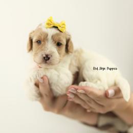 Sparkles (Yellow Collar) - Blenheim female Cavapoo puppy in Republic, Missouri from Red Skye Puppies