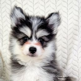 Lansing - Black and white male Pomsky puppy in Sheffield, Iowa from Clover Ridge Pomskies