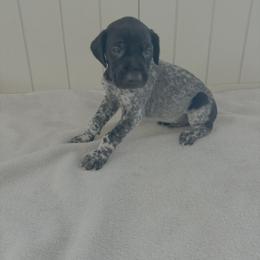 Dakota - Black roan male German Shorthaired Pointer puppy in Ohio from Eric and Michelle's GSP