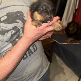 Rottweiler Puppies from Von Locher Rotties