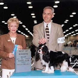 Cavalier King Charles Spaniel Puppies from Castlemar Cavaliers