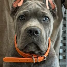 Orange Collar Boy - AKC and ICCF - Callie x Lawman - Gray male Cane Corso puppy in Gorman, Texas from McOmber Country Kennels