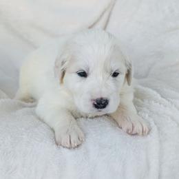 Yellow - White female Great Pyrenees puppy in Yakima, Washington from Naches Heights Ranch