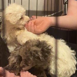 Poodles from White Oak Kennels