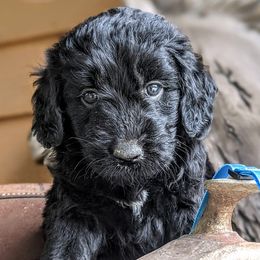 Goldendoodles and Golden Retrievers from So Lucky Farm Goldendoodles