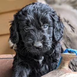 Goldendoodles and Golden Retrievers from So Lucky Farm Goldendoodles
