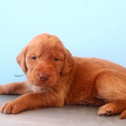 Boy 3 - Gold male Labradoodle puppy in Apache Junction, Arizona from Loving Doodle