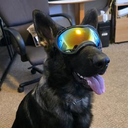German Shepherds from Alten Kreigern GSD