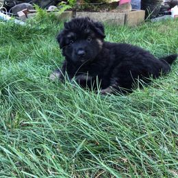 German Shepherd Puppies from Lisa Duchesneau