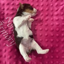 Yorkshire Terrier Puppies from The Yorkie Armory