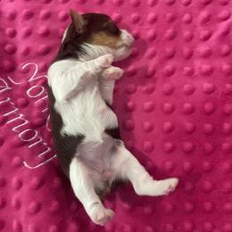 Yorkshire Terrier Puppies from The Yorkie Armory
