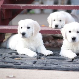 Golden Retriever Puppies from MYSnowAngels