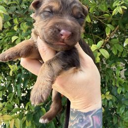 Purple - Liver female German Shepherd puppy in California from Singleton Shepherds