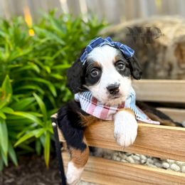 Scarlet Witch - Unfurnished - female Australian Mountain Doodle puppy in Pittsburgh, Pennsylvania from WestPenn Doodles LLC