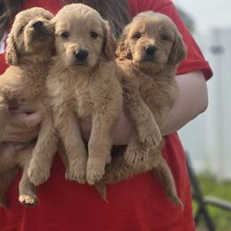 French Bulldog, Goldendoodle, and Mal-Shi Puppies from Courtney Nicole's Goldendoodles