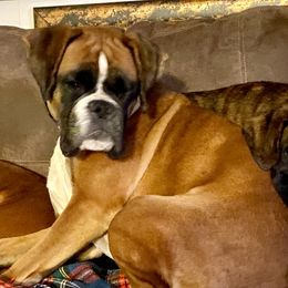 Darla - Boxer