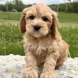 Finnigan - Golden male Cockapoo puppy in Roseville, California from Darby Park Doodles