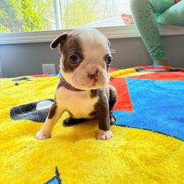 June - Red female Boston Terrier puppy in Kentucky from Graceful Paws