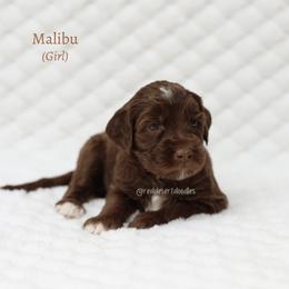 Girl 3 - female Australian Labradoodle puppy in Hurricane, Utah from Red Desert Doodles