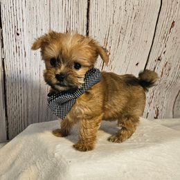 Benji SMALL - Gold male Morkie puppy in Monticello, Iowa from Ashley’s Puppies