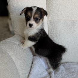 Olive - Black and tan female Pembroke Welsh Corgi puppy in Moreno Valley, California from House of Paws & Co.