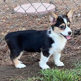 Pembroke Welsh Corgis from Weaver Pembroke Corgis