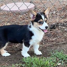 Pembroke Welsh Corgis from Weaver Pembroke Corgis