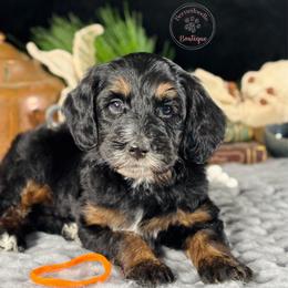 Orange boy - Phantom male Bernedoodle puppy in Waukesha, Wisconsin from Bernedoodle Boutique (and Cavapoos)