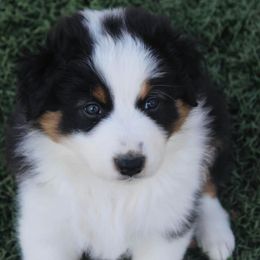 Australian Shepherd Puppies from Tru Blu Aussies
