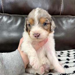 Linen - Blue merle female Aussiedoodle puppy in Heber City, Utah from Junipersdoodles