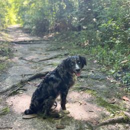Australian Shepherds from Melody Ranch Aussies
