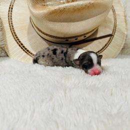 'Elsa' - Blue merle female Australian Shepherd puppy in Durand, Wisconsin from Larson’s Legacy Aussome Aussie Kennels