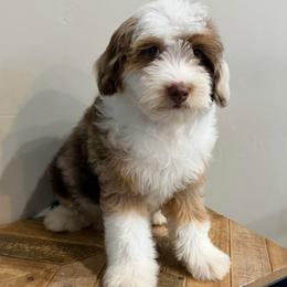 Cash - Chocolate merle male Bernedoodle puppy in Horseshoe Bend, Idaho from Over the Moon Poodles and Doodles