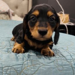Charlie - Black and tan male Dachshund puppy in Altus, Oklahoma from Johnson Prairie Pups