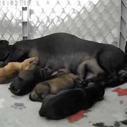 Dachshund puppies from Branton Family Dachshunds