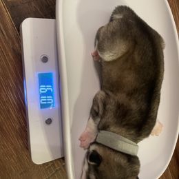 Siberian Husky Puppies from Alexandra's Siberian Huskies