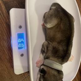 Siberian Husky Puppies from Alexandra's Siberian Huskies