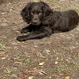 Boykin Spaniel Puppies from Briar Patch Kennels at Lucy Creek