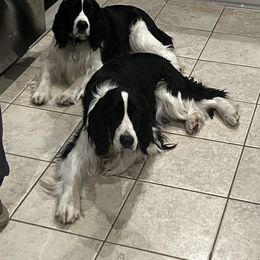English Springer Spaniel All Grown Up from Llewellyn Farms English Springer Spaniels