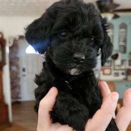 Jingle - Black and white female Aussiedoodle puppy in Powder Springs, Georgia from My Classy Doodles