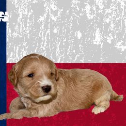 Dallas - Cream male Australian Labradoodle puppy in Austin, Texas from AussieTex Labradoodles