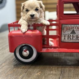 Elfie - Apricot male Maltipoo puppy in Bowling Green, Kentucky from Denise Clark