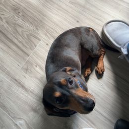 Beaux - Dachshund