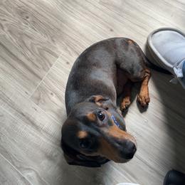 Beaux - Dachshund