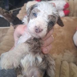 Daniel, Tuxedo Merle - Chocolate merle male Bernedoodle puppy in Lafayette, Alabama from Williams Lake Doodles