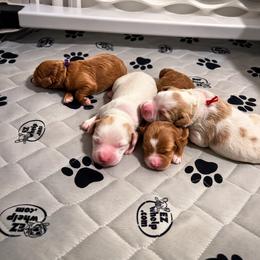 Michelangelo - Red  male Goldendoodle puppy in Hilton, New York from The House of Goldendoodle